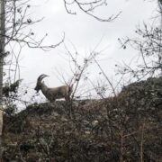 Yaban keçileri köylere kadar indi