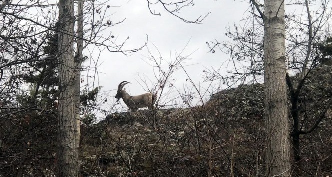 Yaban keçileri köylere kadar indi
