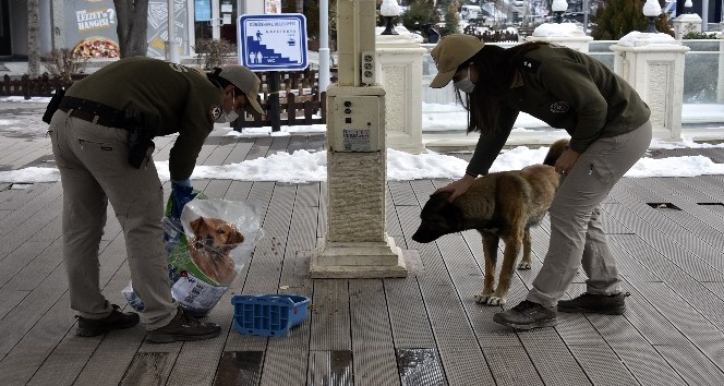 Gümüşhane’de sokak hayvanları kısıtlamada aç kalmayacak