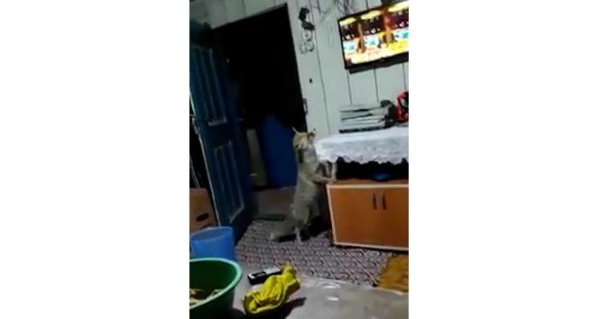 Aç kalınca köye dadanan tilki evlere kadar girip, ikram edilen yiyecekleri yiyor
