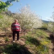 Gümüşhane’de vişne üreticileri sezondan ümitli