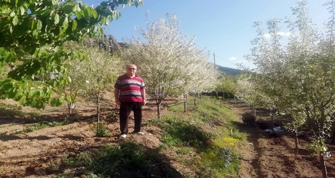 Gümüşhane’de vişne üreticileri sezondan ümitli