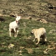 Keçi çoban köpeğine kafa tutarsa