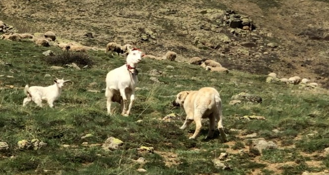 Keçi çoban köpeğine kafa tutarsa