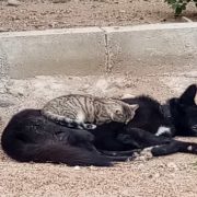 Kedi ile köpeğin gıpta edilen dostluğu