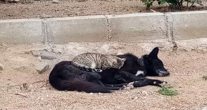Kedi ile köpeğin gıpta edilen dostluğu