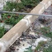 Gümüşhane kent merkezinde yılan operasyonu