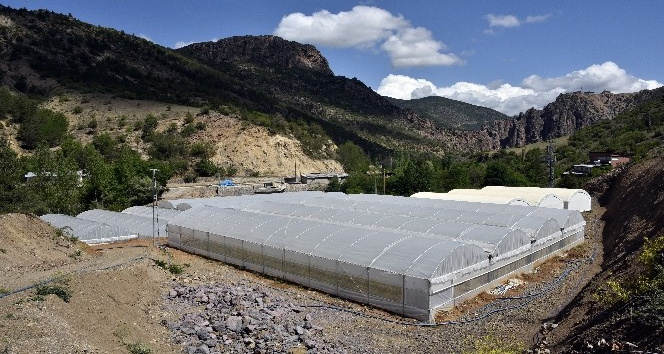 Gümüşhane’nin en büyük sera alanı Torul’da oluşturuldu