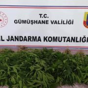 Kelkit’te ‘Kenevir’ operasyonu
