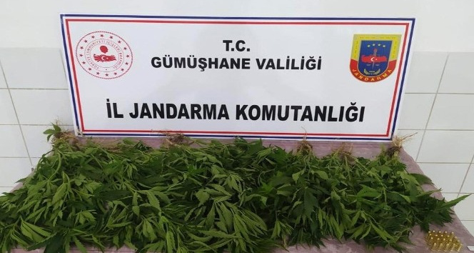 Kelkit’te ‘Kenevir’ operasyonu