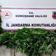 Gümüşhane’de Jandarma kenevir yetiştiricilerine göz açtırmıyor