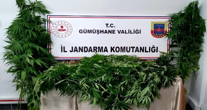 Gümüşhane’de Jandarma kenevir yetiştiricilerine göz açtırmıyor