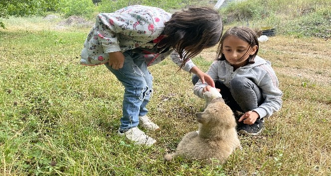 Köyün gençleri annesiz kalan yavru köpeği biberonla besliyor