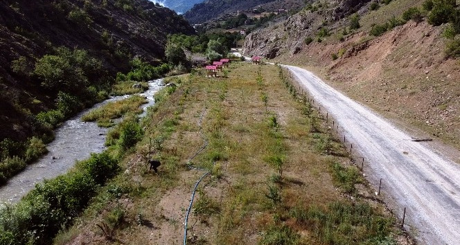 Türkiye’nin dört bir tarafından gönderilen fidanlar şehit öğretmenin baba ocağında hatıra ormanında buluştu