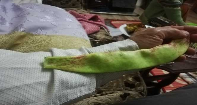 2 bin metrede 29 santimetre uzunluğunda fasulye yetişti