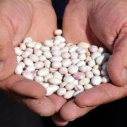 Dünyaca ünlü Kelkit şeker fasulyesinde hasat zamanı