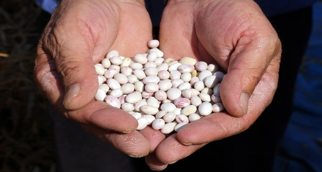 Dünyaca ünlü Kelkit şeker fasulyesinde hasat zamanı