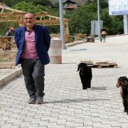 Her yere yavru keçileri ile gidiyor