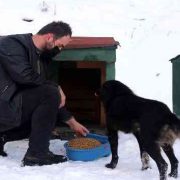 Gümüşhane’de sokak hayvanlarına şefkat eli