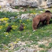 Gümüşhane’de köye inen ve birbiriyle oynayan yavru ayılar kameralarda