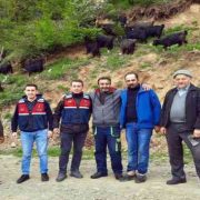 Küçükbaş hayvanları kaybolan yaylacıların imdadına Jandarma yetişti