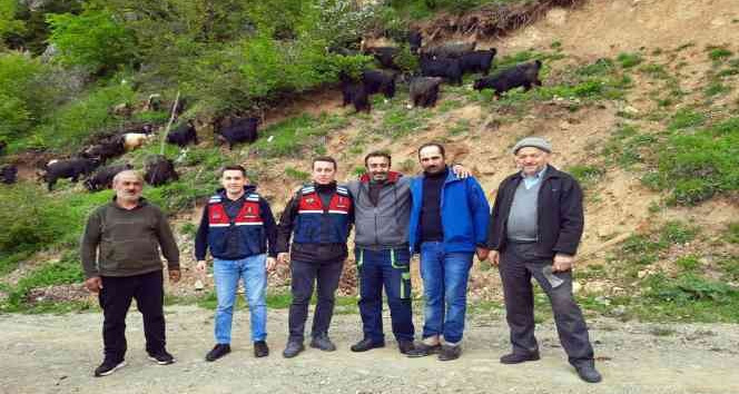 Küçükbaş hayvanları kaybolan yaylacıların imdadına Jandarma yetişti