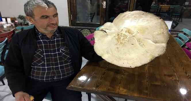 Dev mantar görenleri şaşırtıyor