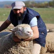 Gümüşhane’de ‘Ile de France’ ırkı koyunlar üreticinin yüzünü güldürüyor