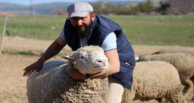 Gümüşhane’de ‘Ile de France’ ırkı koyunlar üreticinin yüzünü güldürüyor