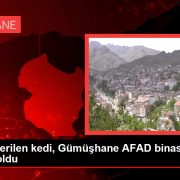 Afad adı verilen kedi, Gümüşhane AFAD binasının maskotu oldu