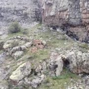 Dağların süsü yaban keçileri Gümüşhane’de böyle görüntülendi