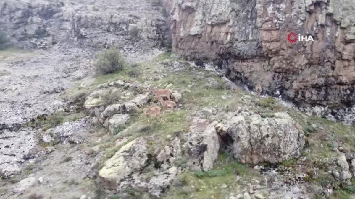 Dağların süsü yaban keçileri Gümüşhane’de böyle görüntülendi