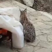 Köy evinin bahçesine giren vaşak böyle görüntülendi