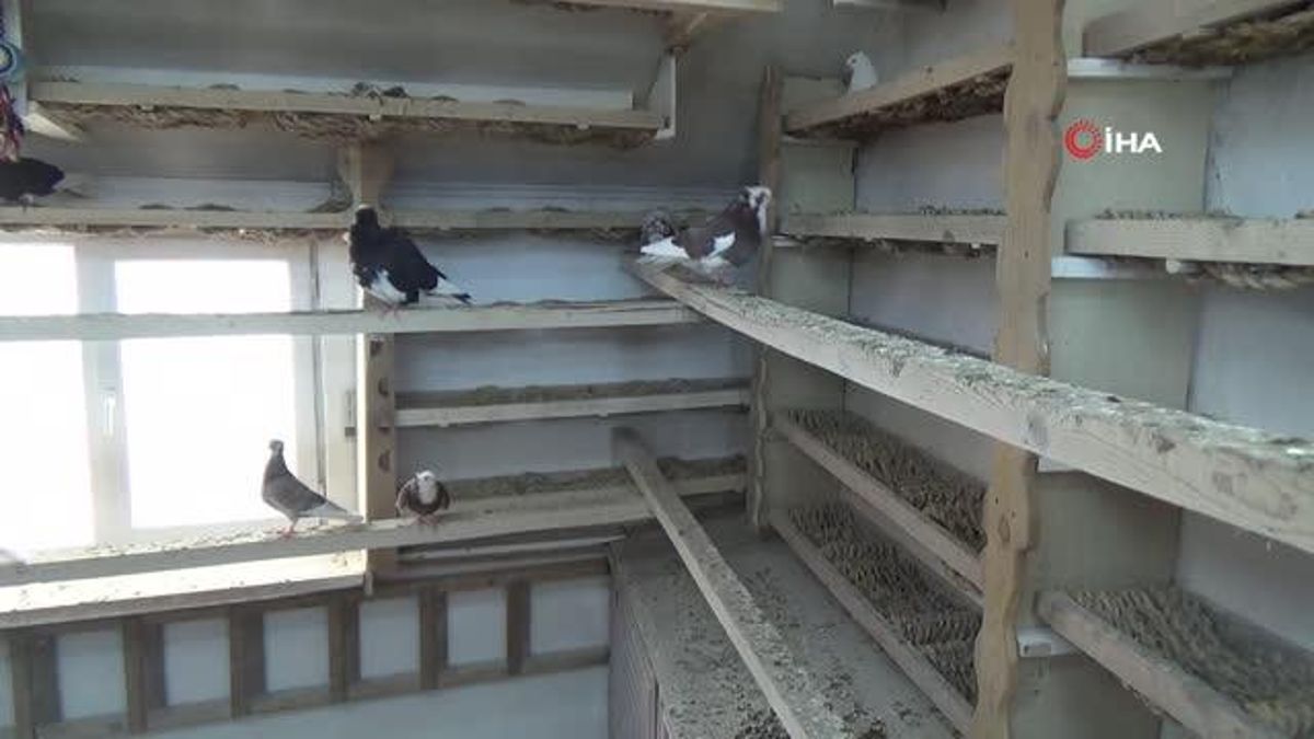 ‘Türk fısıldayıcısı’ olarak kayıtlara geçen Bayburt güvercini ilgi görüyor