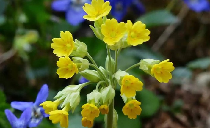 Tutya’nın şifalı sırları araştırıldı