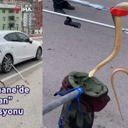 Gümüşhane’de 2 metrelik yılan yakalandı #haberi, #haberleri, #Gümüşhane #haber