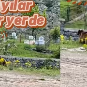 Gümüşhane’de ayılar her yerde #haberi, #haberleri, #Gümüşhane #haber