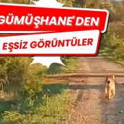 Vaşak ve dağ keçileri yola indi #haberi, #haberleri, #Gümüşhane #haber