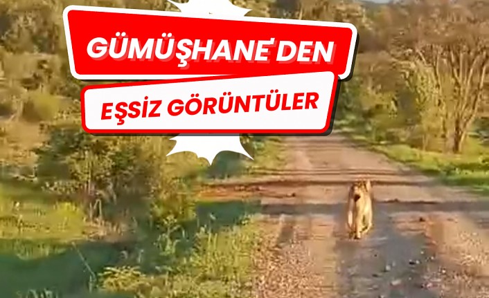Vaşak ve dağ keçileri yola indi #haberi, #haberleri, #Gümüşhane #haber