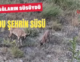 Gümüşhane dağlarının süsü yaban keçileri şehrin de süsü oldu #haberi, #haberleri, #Gümüşhane #haber