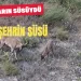 Gümüşhane dağlarının süsü yaban keçileri şehrin de süsü oldu #haberi, #haberleri, #Gümüşhane #haber