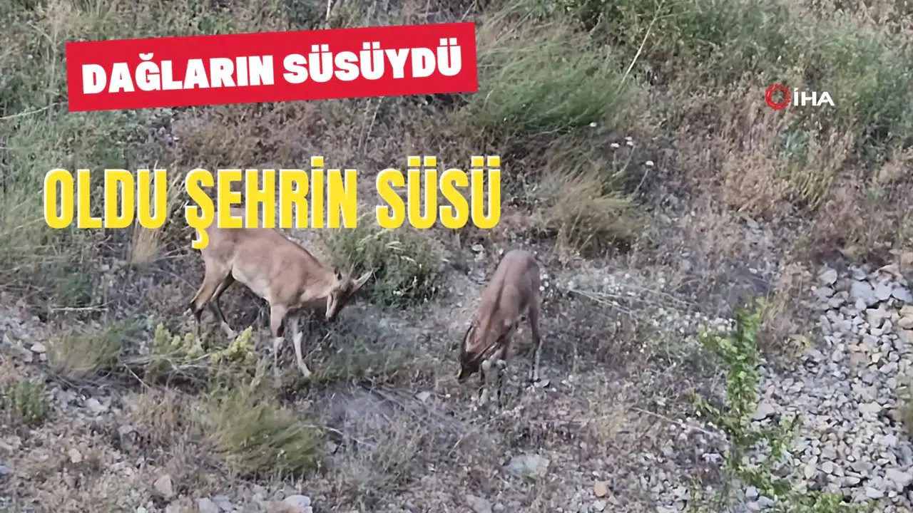 Gümüşhane dağlarının süsü yaban keçileri şehrin de süsü oldu #haberi, #haberleri, #Gümüşhane #haber