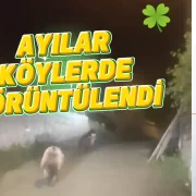 Gümüşhane’de ayılar köylüler tarafından görüntülendi #haberi, #haberleri, #Gümüşhane #haber