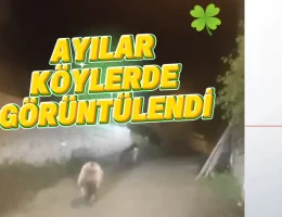 Gümüşhane’de ayılar köylüler tarafından görüntülendi #haberi, #haberleri, #Gümüşhane #haber