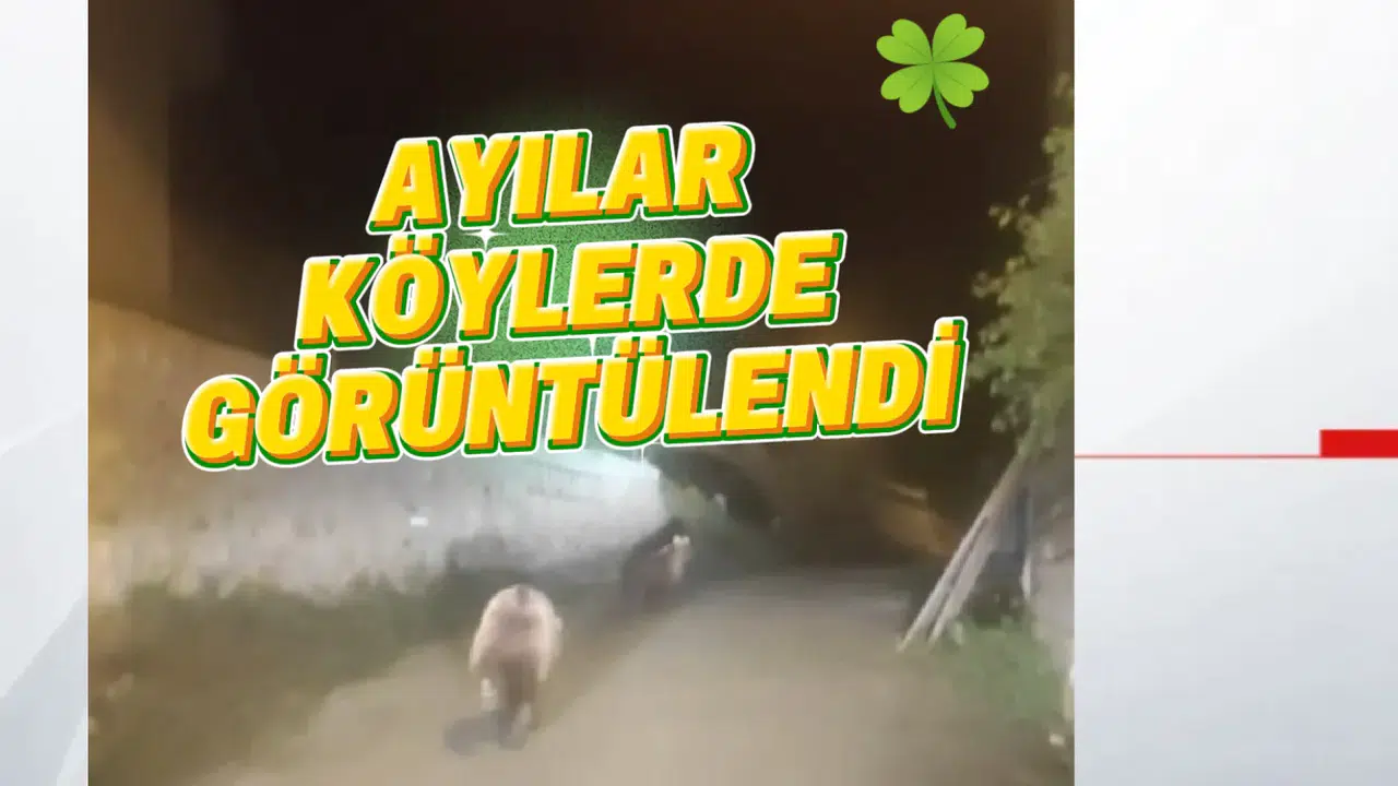 Gümüşhane’de ayılar köylüler tarafından görüntülendi #haberi, #haberleri, #Gümüşhane #haber
