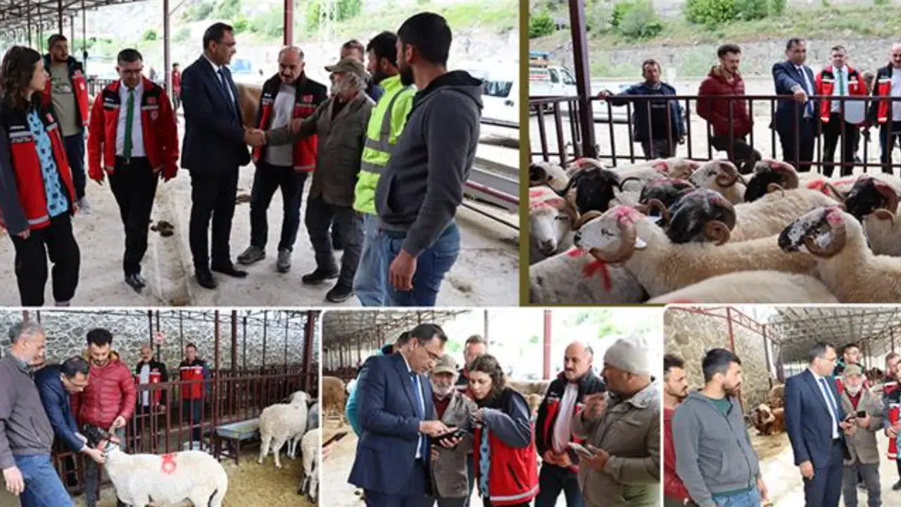 Kıraç’tan hayvan alıcılarına tavsiyeler #haberi, #haberleri, #Gümüşhane #haber