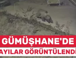 Gümüşhane’de Ayılar Yerleşim Yerlerine İndi: Kamera Görüntüleri Şaşırttı