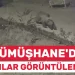 Gümüşhane’de Ayılar Yerleşim Yerlerine İndi: Kamera Görüntüleri Şaşırttı