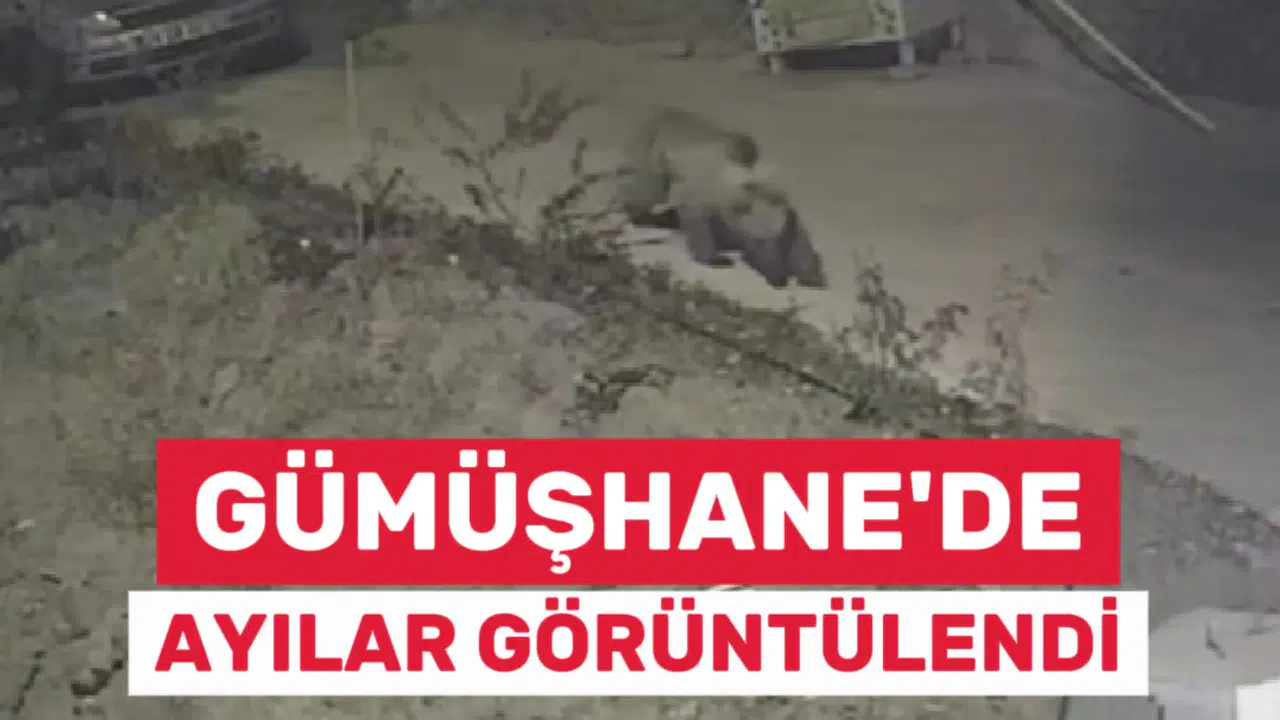 Gümüşhane’de Ayılar Yerleşim Yerlerine İndi: Kamera Görüntüleri Şaşırttı