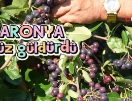 Gümüşhane’de ‘süper meyve’ aronya yüzleri güldürdü #haberi, #haberleri, #Gümüşhane #haber